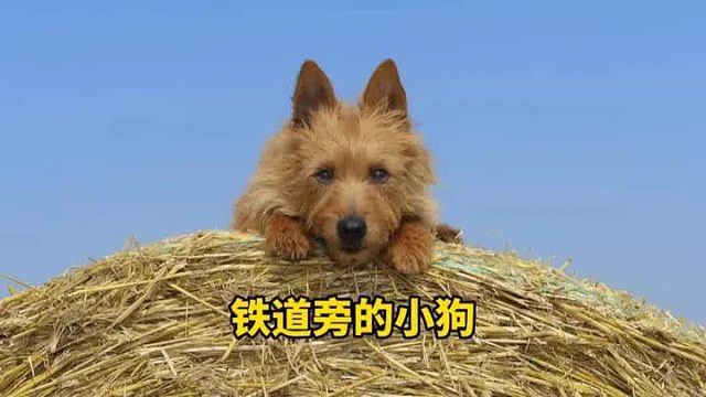 铁道旁的狗妈妈不幸去世了，留下来五只可爱的狗狗