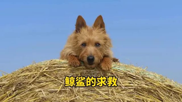 鲸鲨哭泣着求助人类，令人悄然泪下的一幕发生了