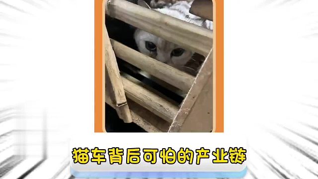 第一百九十一集_猫：冬天最可怕的从来都不是寒冷