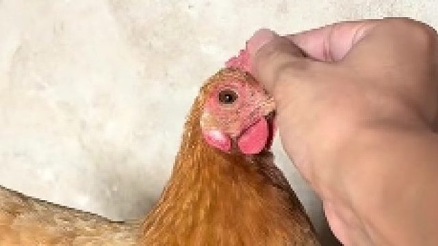 你怎么这么可爱！