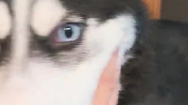 叛逆的狗子&整疯的我