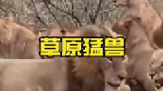 群狮出动横行大草原