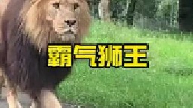 如此霸气的狮王你见过吗