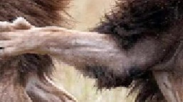 三头雄狮发动入侵之战，赶走狮王攻击母狮