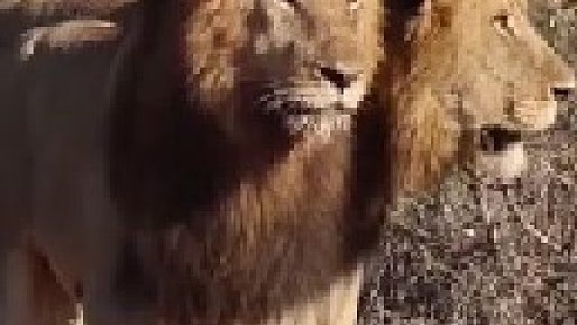 三头雄狮发现入侵者后将其击败