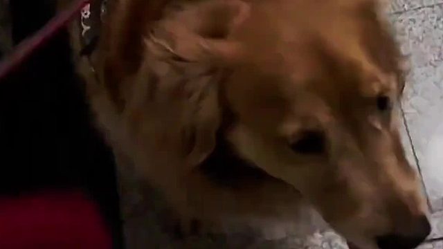 被五只流浪猫堵在自家门口