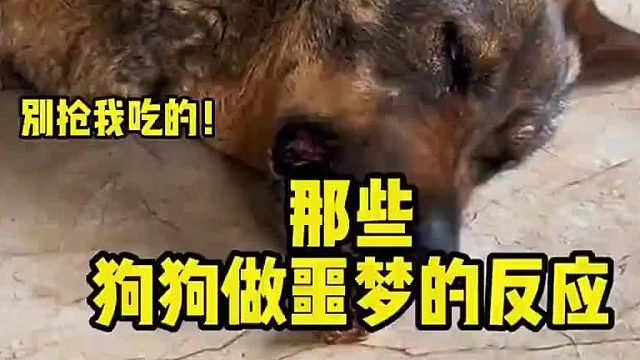 那些狗狗做噩梦的反应