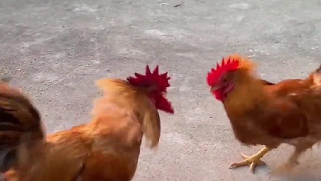 五年大公鸡和一岁红公鸡打起来了