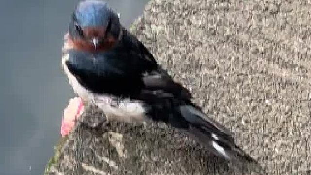 这是在看不起我吗