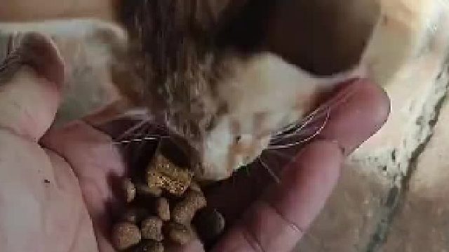 猫：细品，细品