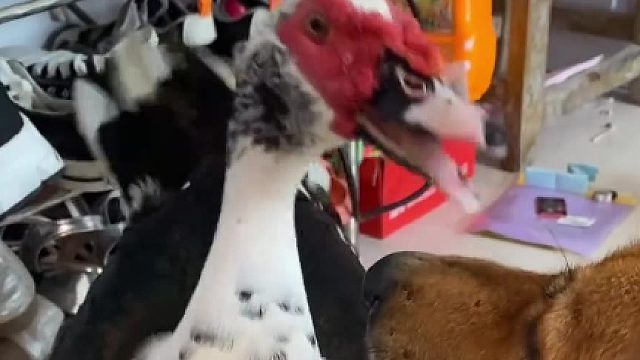 大黄就是不起来动动