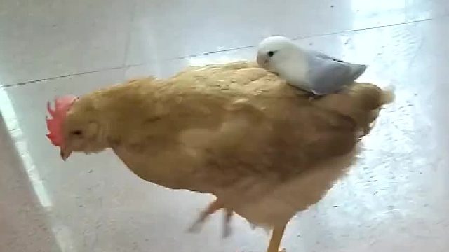 霸道牡丹爱上小鸡