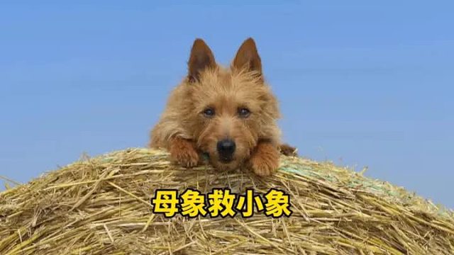 母象为了救助小象，不惜下跪寻求帮助