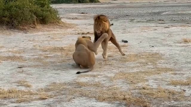 雄狮狠心将儿子赶出家门，让其出去闯荡！