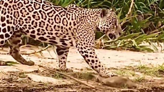 《丛林的温情与野性》美洲豹携小水豚归巢！