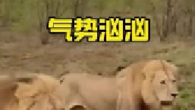 三头雄狮气势汹汹寻找狮王