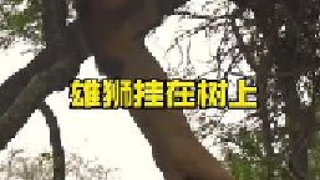 三头雄狮在树上进退两难