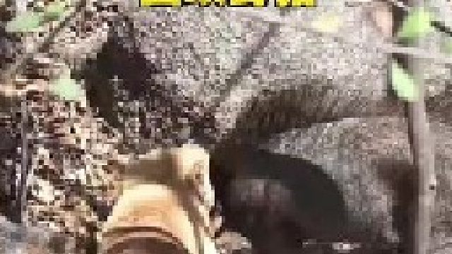 三只猎犬与凶猛的野猪激战