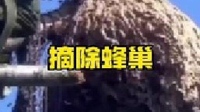 丧彪清理巨型蜂巢