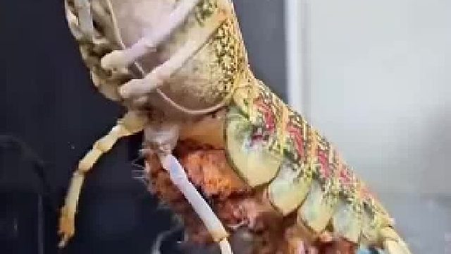 男子买的俩只澳洲龙虾意外抱卵了，顺利孵出了带触须的小虾，网友：实现龙虾自由指日可待