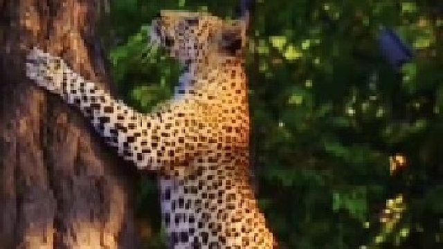 花豹偷袭独自在家的鬣狗幼崽，关键时刻鬣狗群回来赶走了花豹！