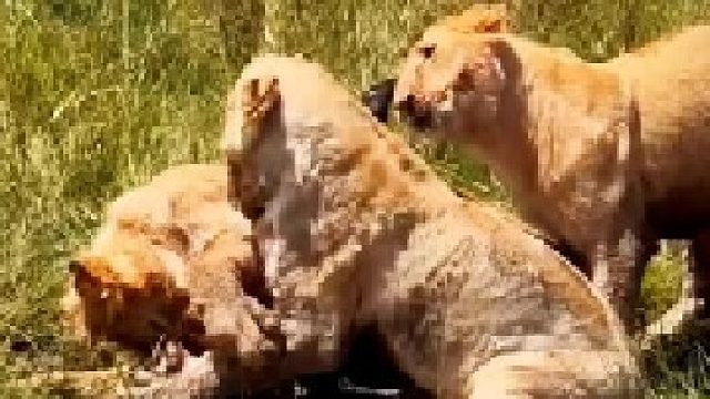 年轻狮子们为了只小牛犊争的不可开交！