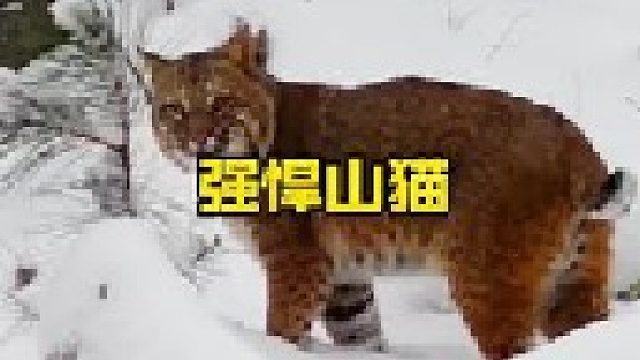 山猫捕捉黄喉貂