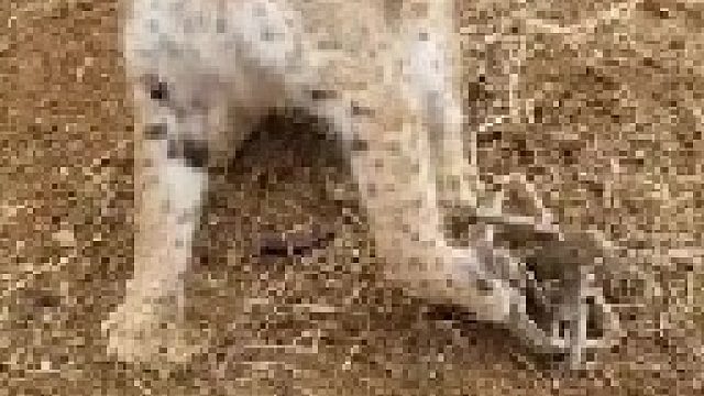 山猫捕捉野兔而后又被套路