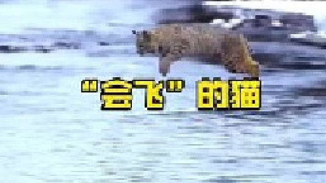 山猫猞猁超乎寻常的弹跳能力