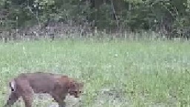 山猫与几只负鼠迎面相对