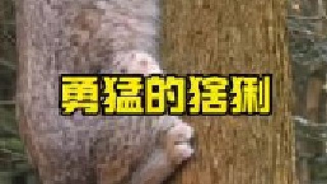 猞猁高超的捕猎技巧