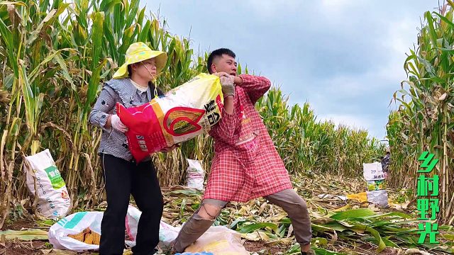 不是女儿用不起，而是女婿更有性价比，今天又来帮老丈人收玉米了