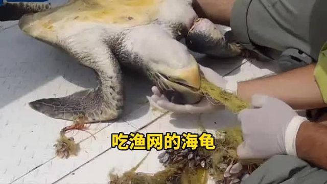 海龟为了吃渔网中的小鱼，不惜将整个渔网吞下