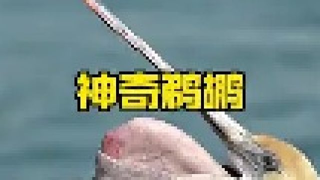 神奇的鹈鹕竟然把喉囔翻转露出脖子
