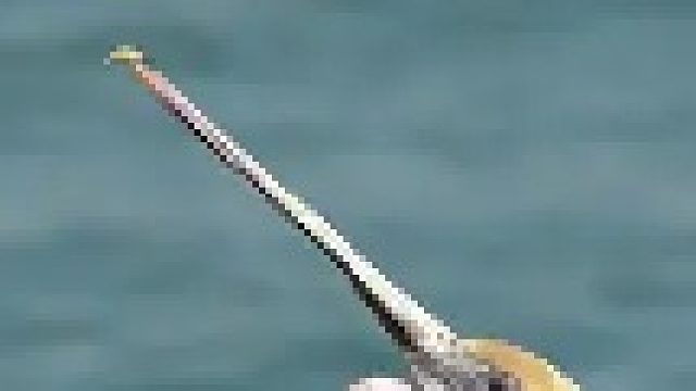 神奇一幕，大嘴鹈鹕清理喉囔的震撼瞬间