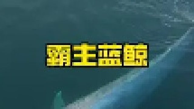 生活在海洋里的巨兽蓝鲸