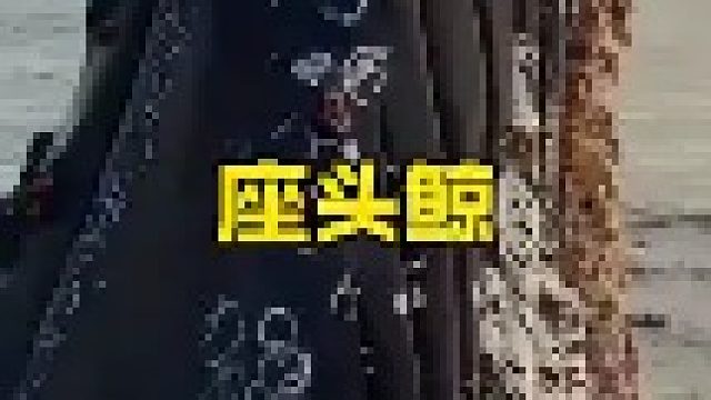 生活在海洋里的巨兽座头鲸