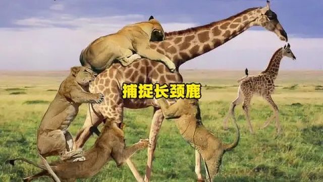 狮群包围并攻击了长颈鹿