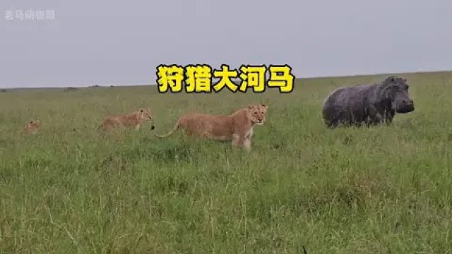 狮群胆大包天，竟敢狩猎两三吨的大河马