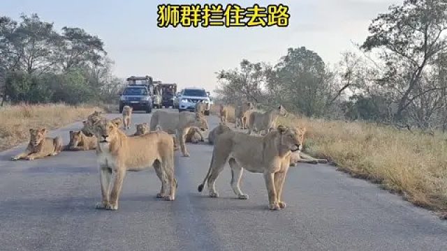 狮群拦住去路，几十头狮子挡在路中间