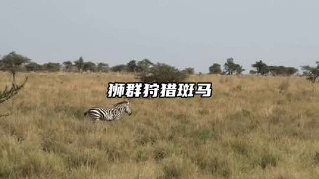 狮群狩猎斑马，大意的斑马被狮子联合围攻