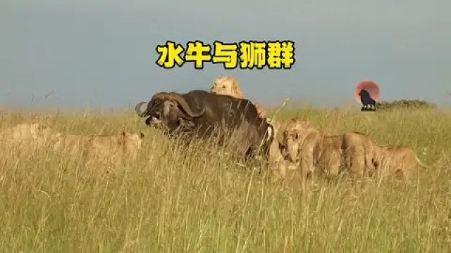 狮群狩猎大水牛，水牛不断呼救
