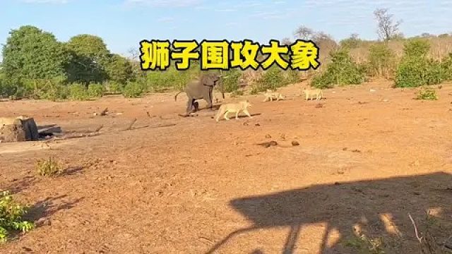 狮群狩猎大象的场面
