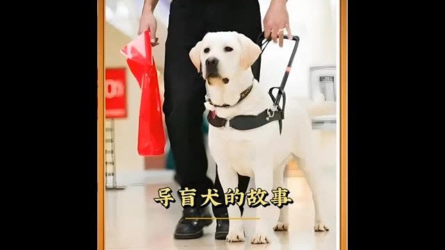 导盲犬的故事