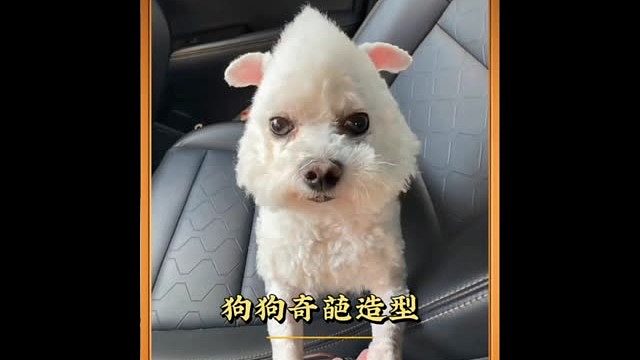 狗子的无语