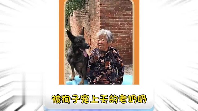 第一百七十六集_最有孝心的狗狗