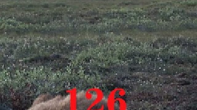 零度以下的生活126：快乐的捡鸟蛋