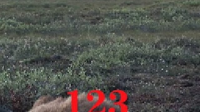 零度以下的生活123：钓鱼，抓鸭子