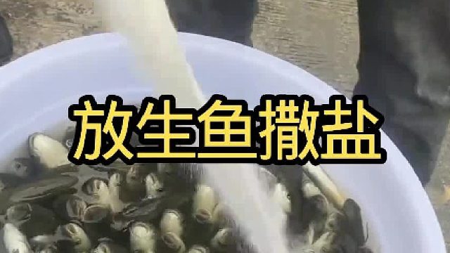放生鱼撒盐