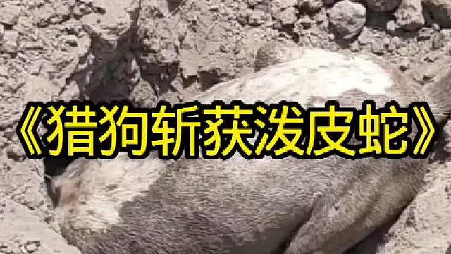 猎狗斩获袭击村民的泼皮蛇